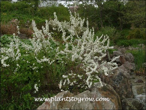 This shrub has been pruned eliminating a lot of the twiggyness giving a neater silhouette